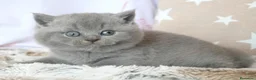 Británico de Pelo Corto Azul gatos en venta: 🐾 Gatitos British Shorthair Azules Exclusivos🐾 - Anuncio 12