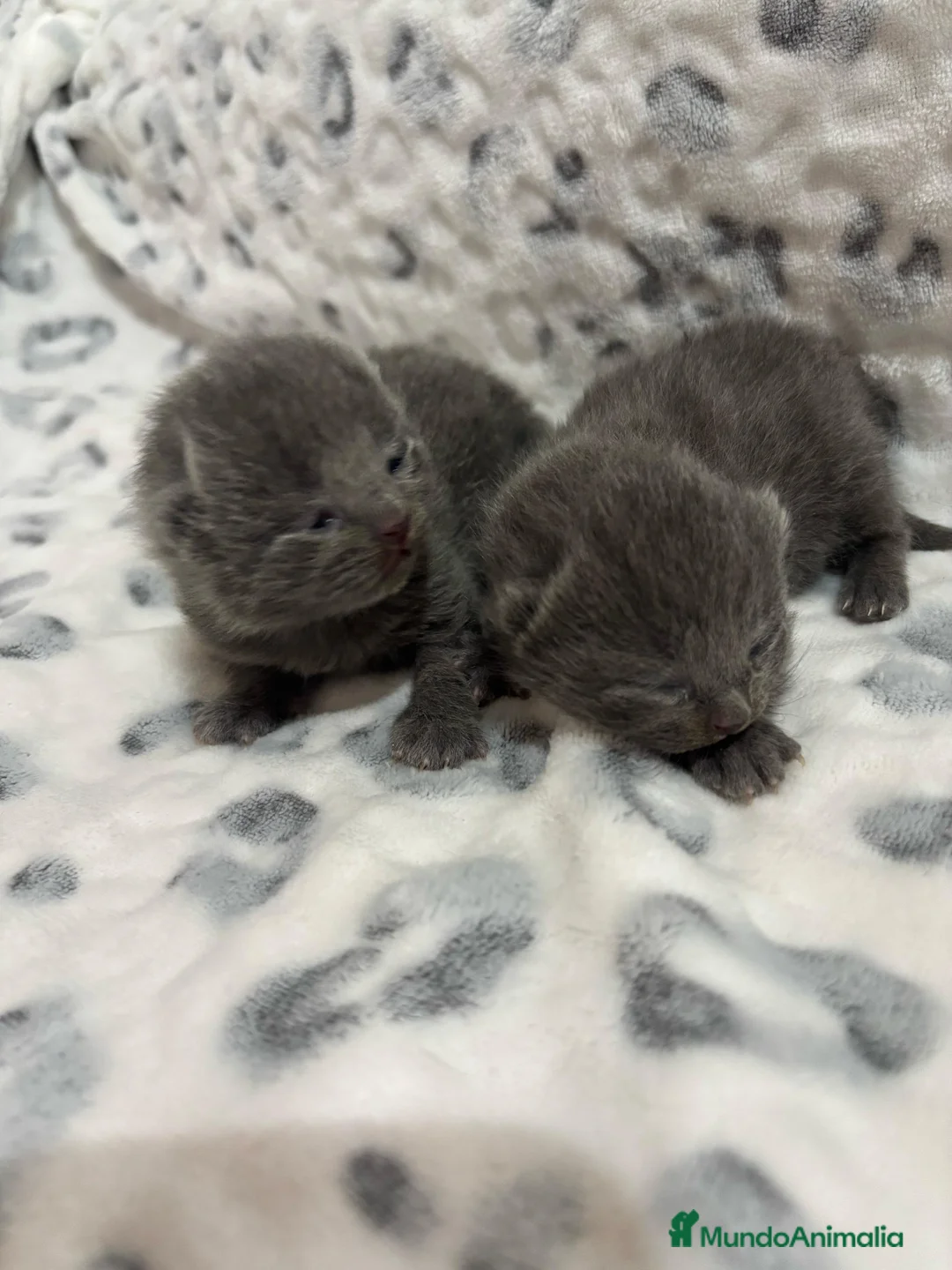 Británico de Pelo Corto Azul gatos en venta: Gatitos British en Barcelona - Anuncio 6