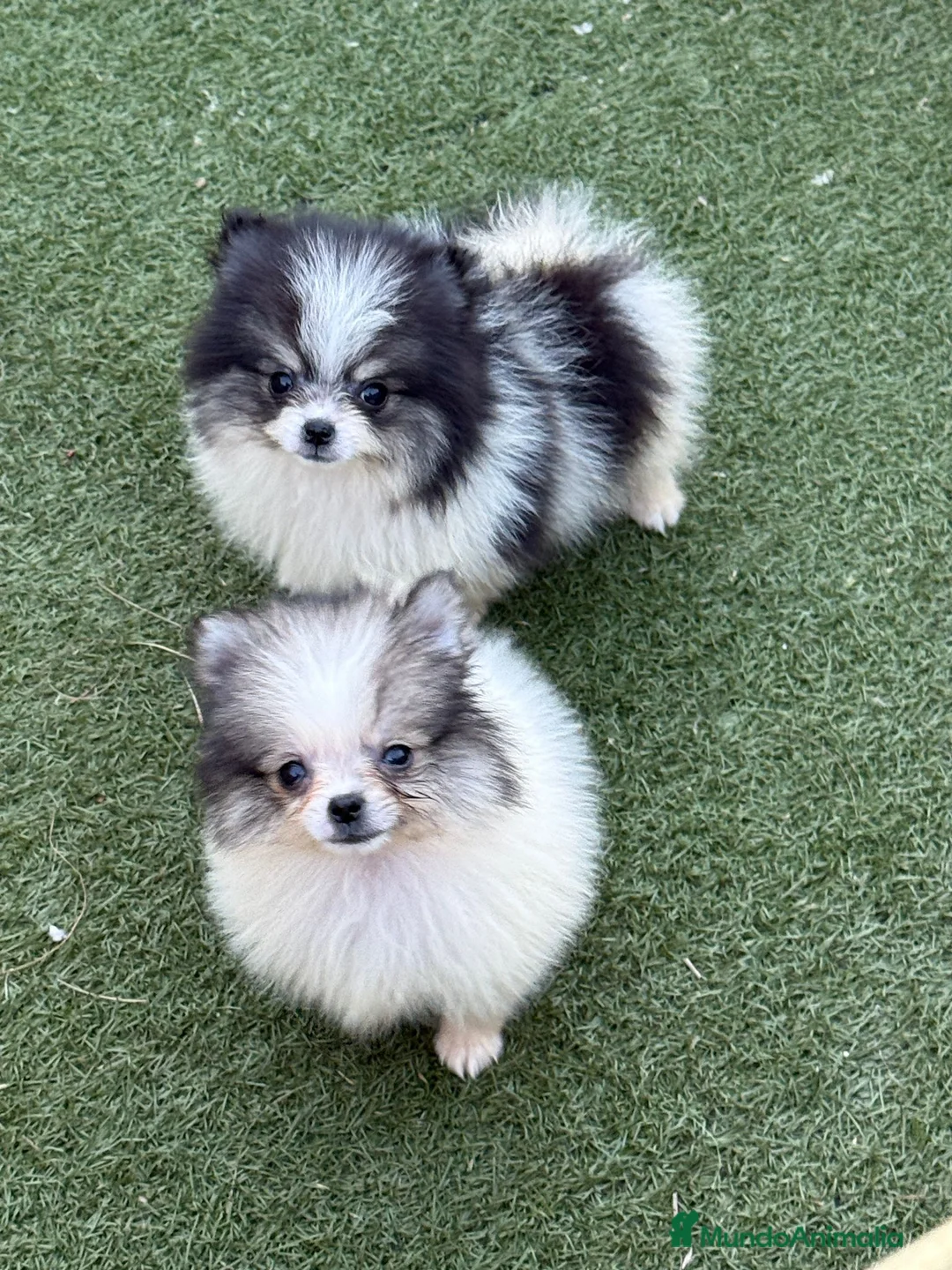 Pomerania perros en venta: Pomerania  - Anuncio 2