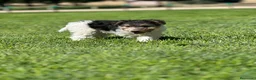 Fox Terrier de Pelo Duro perros en venta: FOX TERRIER DE PELO DURO - Anuncio 4