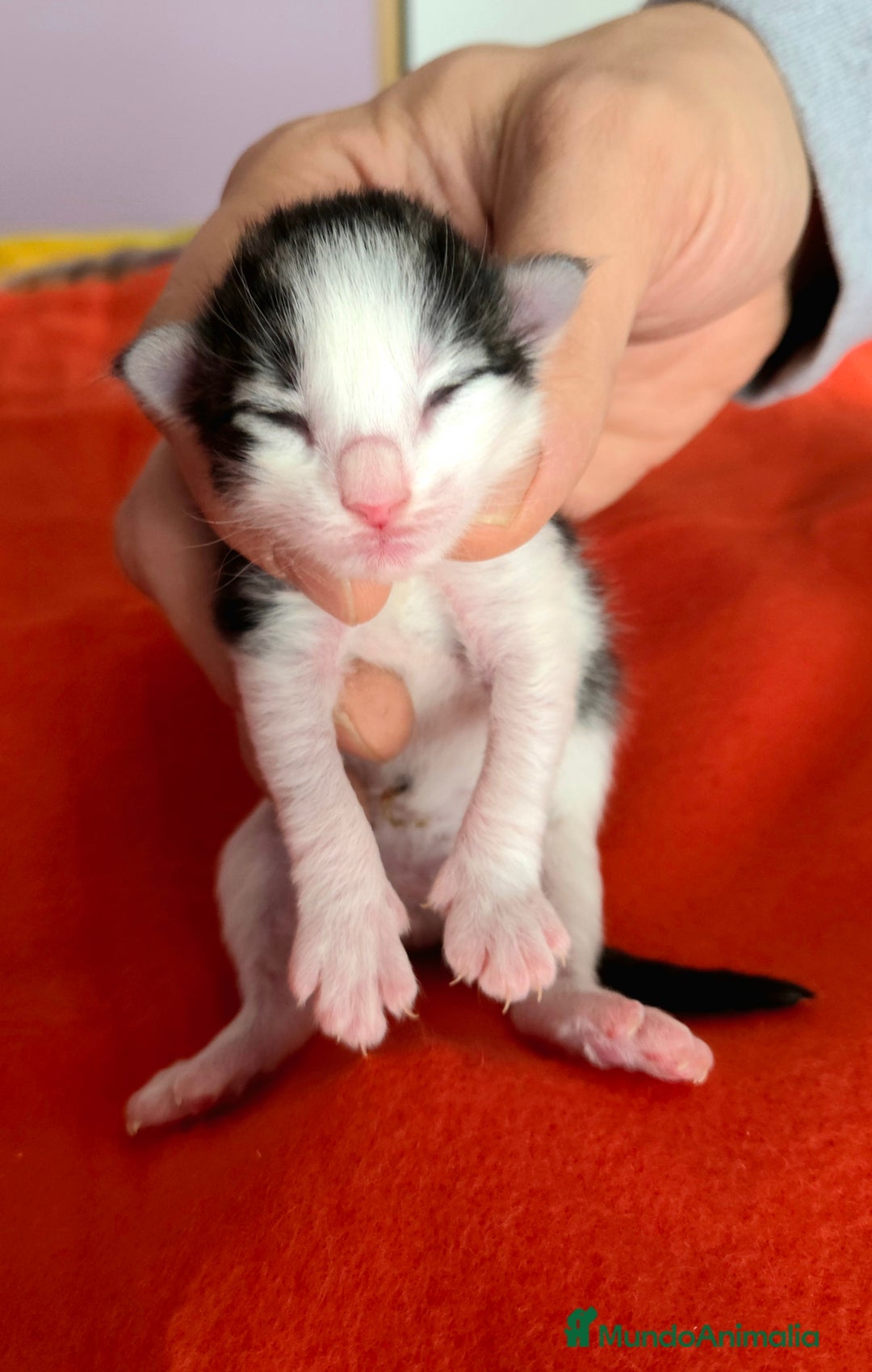 Bosque de Noruega gatos en venta: Gatitos bosques de noruega  - Anuncio 4