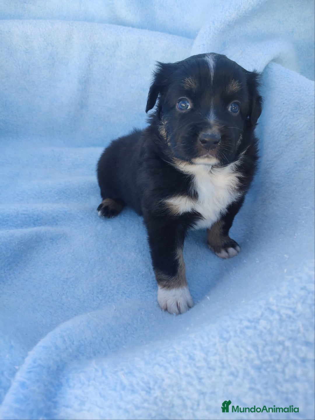 Pastor Miniatura Americano perros en venta: Pastor Americano  - Anuncio 6