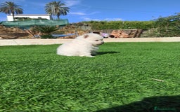 Pomerania perros en venta: Pomerania  - Imagen 1