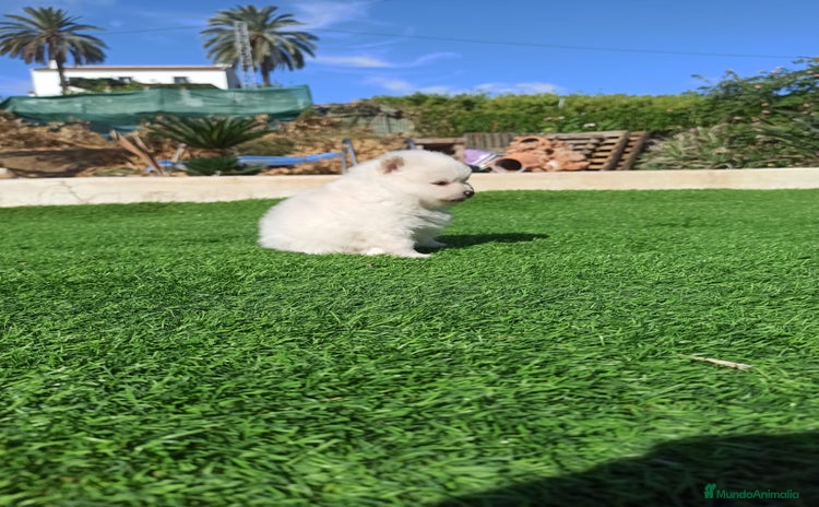 Pomerania perros - Anuncio 4