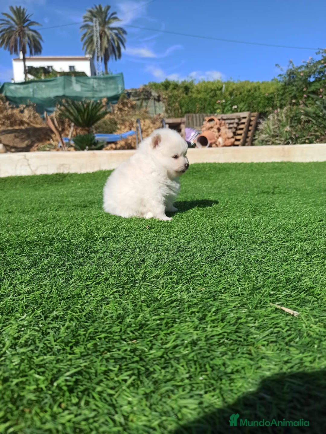 Pomerania perros en venta: Pomerania  - Imagen 1