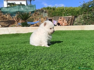 Pomerania perros - Anuncio 4