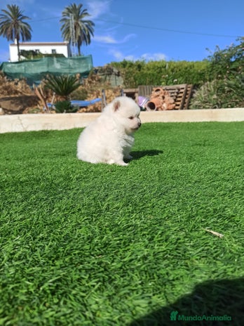Pomerania perros - Anuncio 1