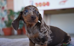 Teckel Miniatura perros en venta: 🐾 Curry – Teckel miniatura Merlé chocolate 🍫 - Imagen 10