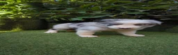 Border Collie perros en venta: border collie blue merle y blanco y negro - Anuncio 14