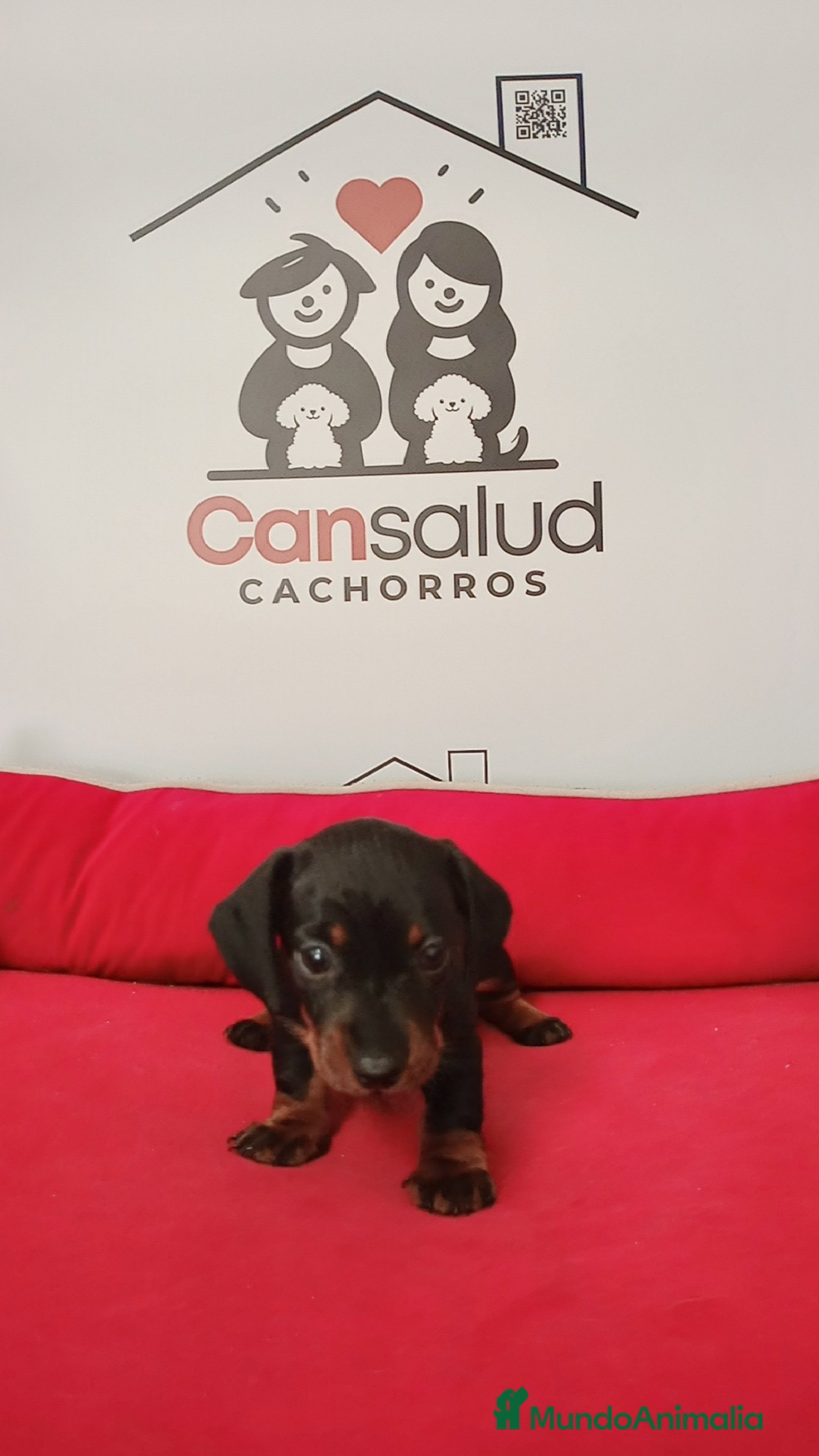 Teckel perros Teckel kanichen - Anuncio 28