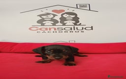 Teckel perros en venta: Teckel kanichen - Imagen 1