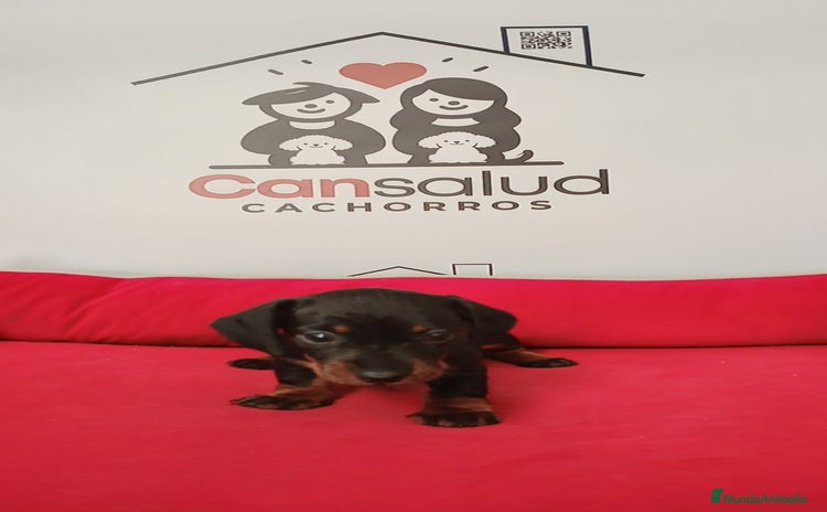 Teckel perros - Anuncio 2