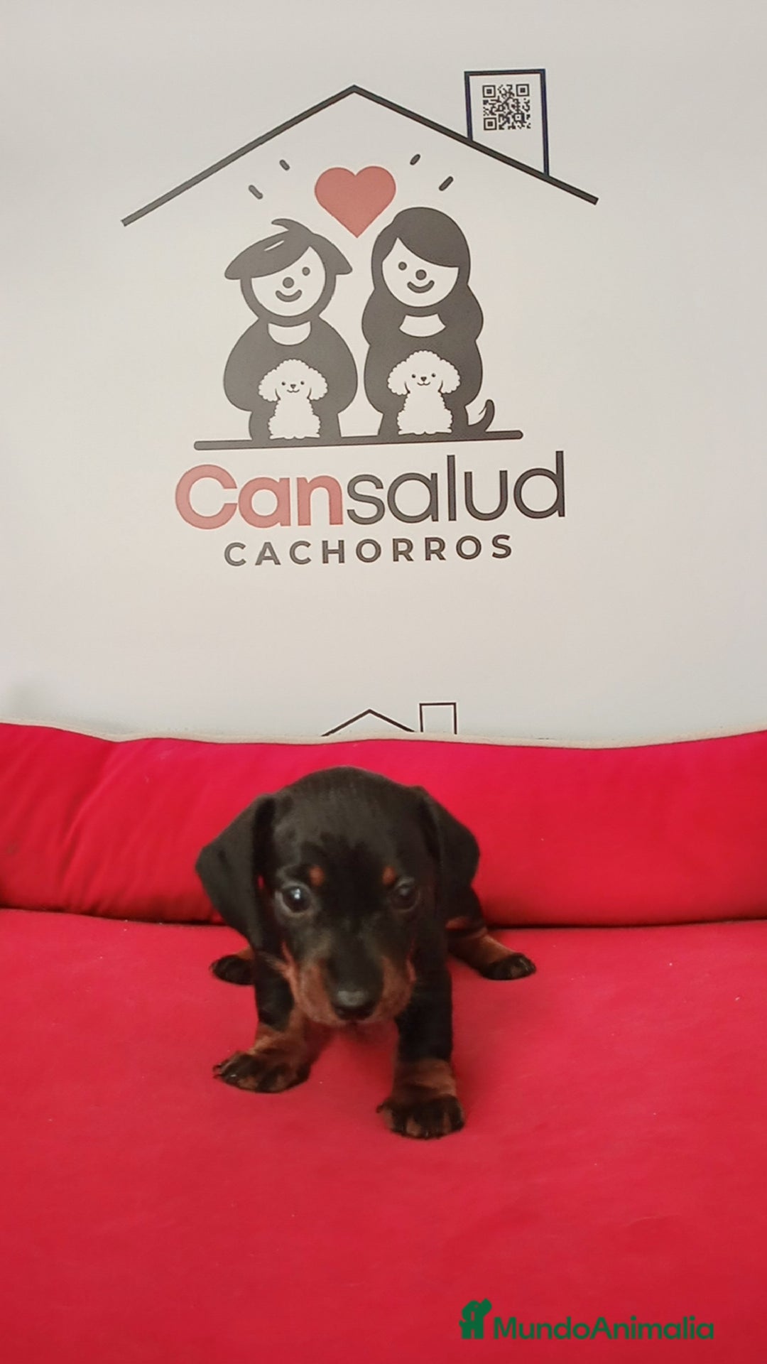 Teckel perros en venta: Teckel kanichen - Imagen 1