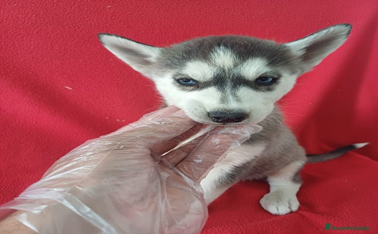 Husky Siberiano perros - Propaganda 3