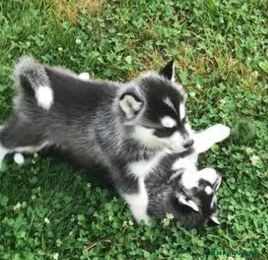 Husky Siberiano perros en venta: Husky siberianos - Anuncio 2