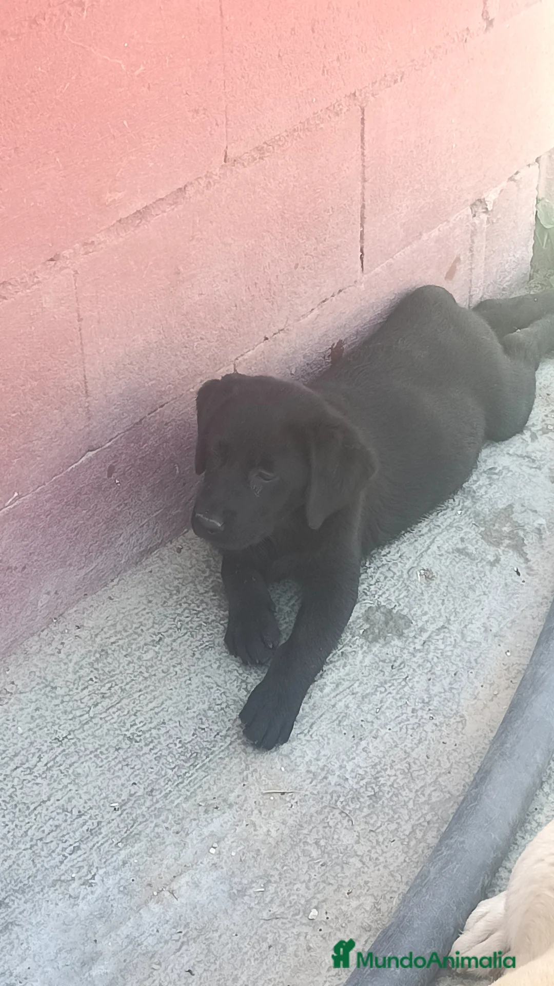 Labrador Retriever perros en venta: Disponible hembra labrador retriever  en Sevilla - Anuncio 2