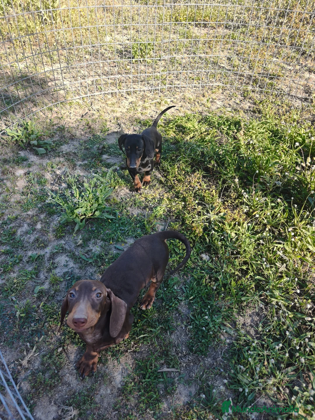 Teckel Miniatura perros en venta: Teckel mini ♂️ - Anuncio 11