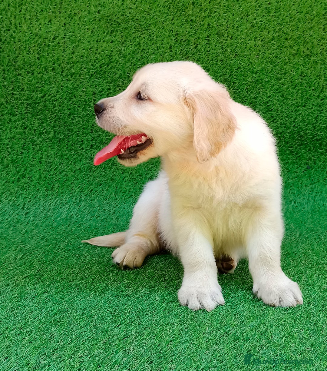 Golden Retriever perros en venta: Golden cachorro - Anuncio 3