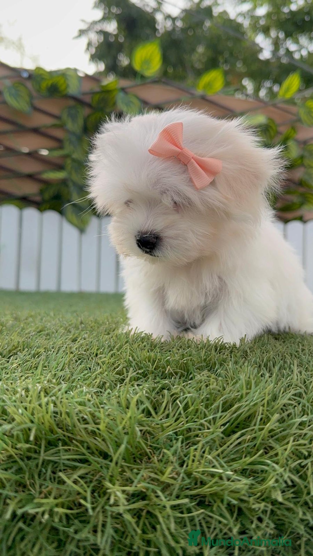 Bichón Maltés perros en venta: BICHON MALTES HEMBRA LISTA PARA ENTREGAR - Imagen 17