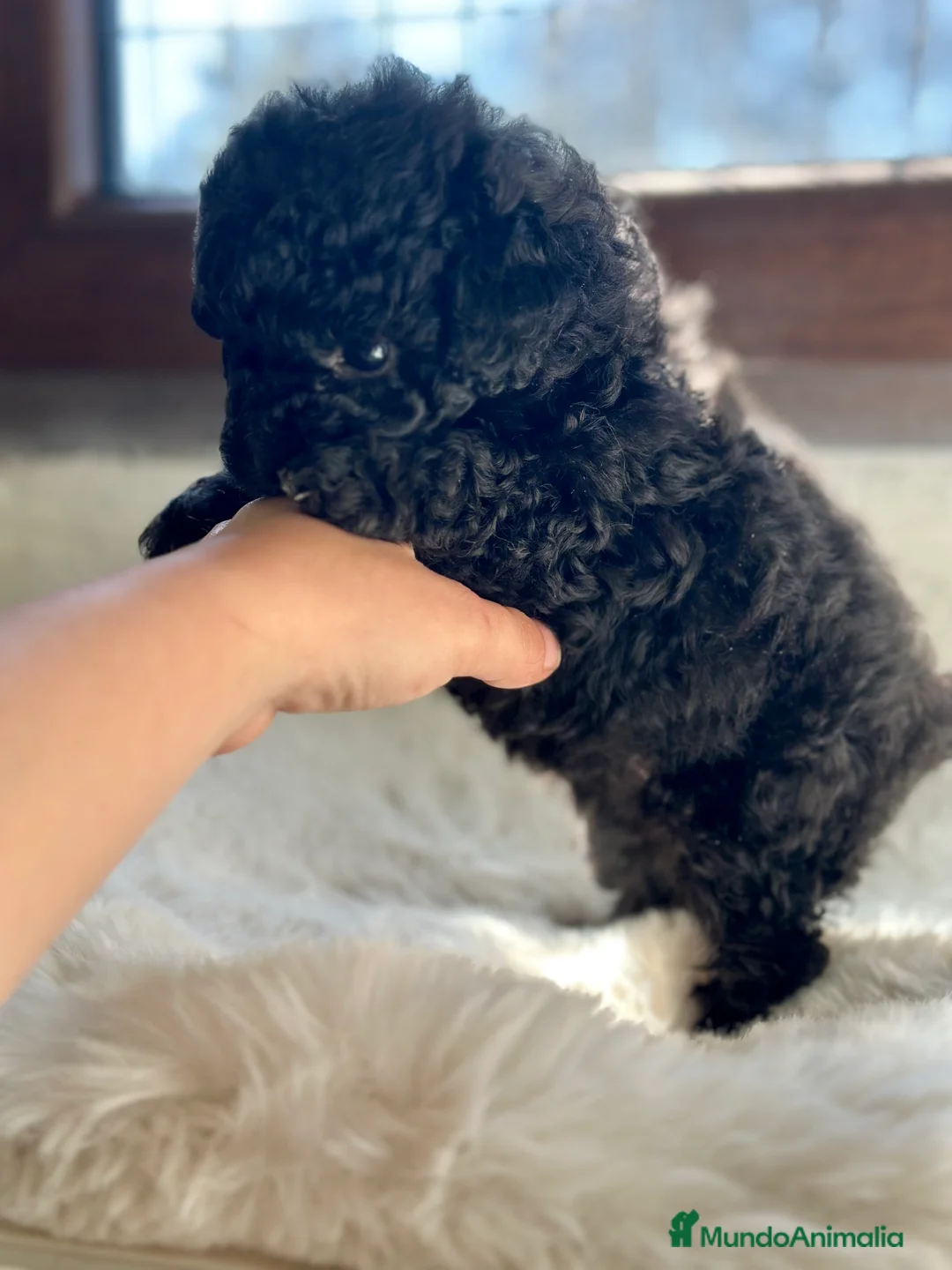 Caniche Toy perros en venta: CANICHE TOY LÍNEA COREANA DISPONIBLE en Barcelona - Anuncio 4