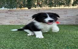 Border Collie perros en venta: Disponible cachorro Border collie  - Imagen 5