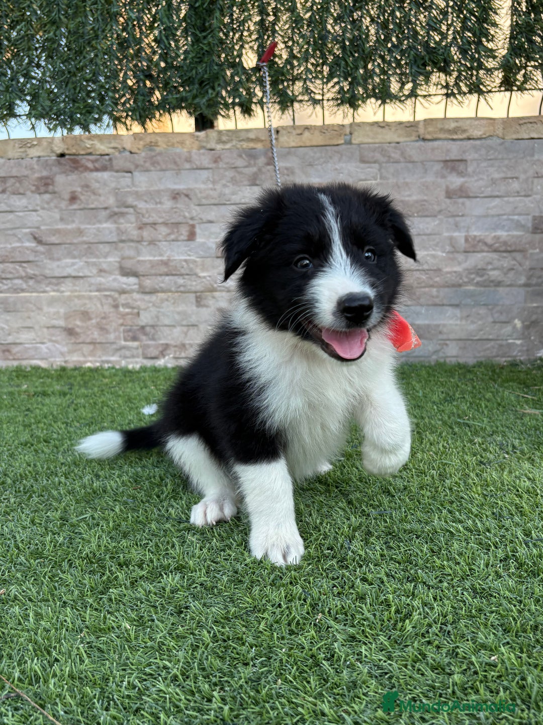 Border Collie perros en venta: Disponible cachorro Border collie  - Imagen 5