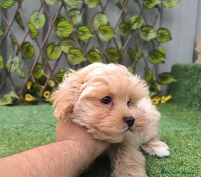 Maltipoo perros Maltipoo, machos y hembras  en Granada - Anuncio 2