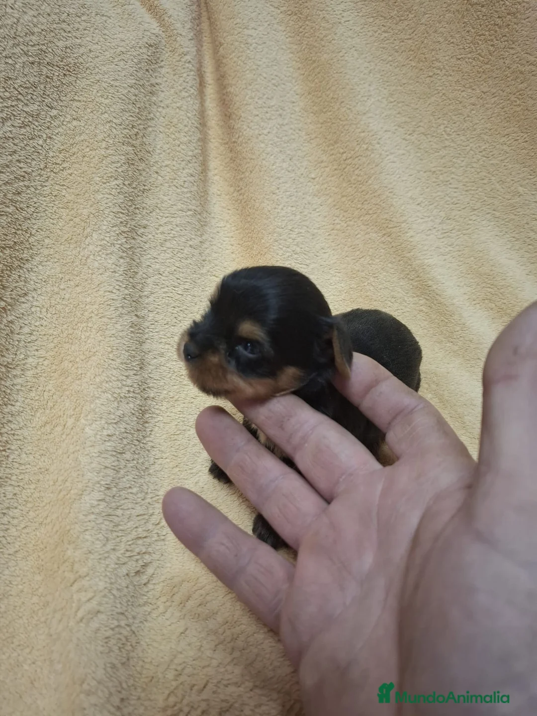 Yorkshire Terrier perros en venta: Camada de Yorkshire disponible  - Anuncio 4