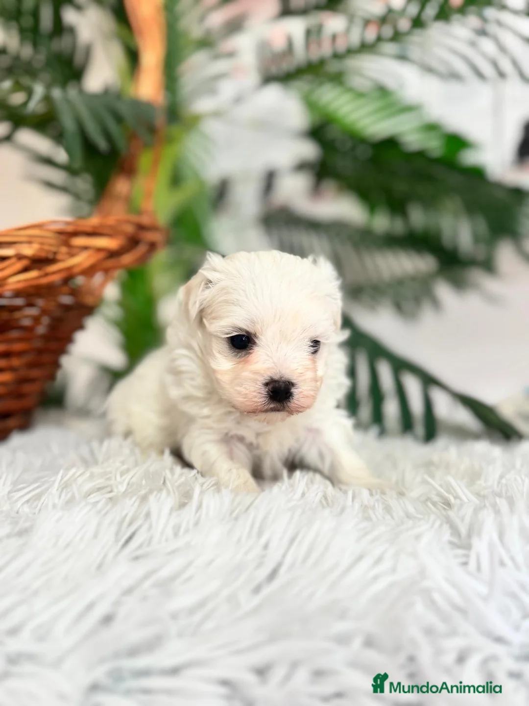 Bichón Maltés perros en venta: BICHON MALTES - Anuncio 8