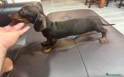 Teckel Miniatura perros en venta: Teclel mini - Imagen 3