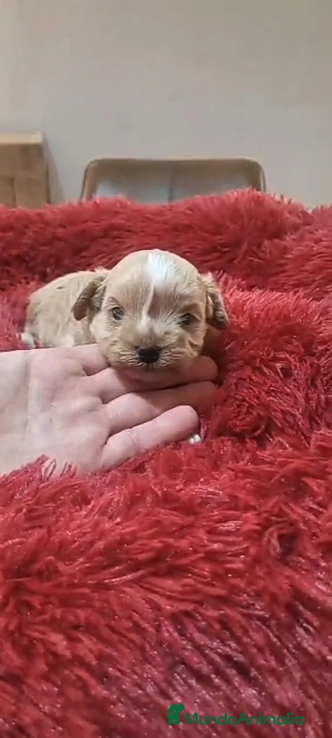 Maltipoo perros en venta: Maltipoo preciosos - Anuncio 2