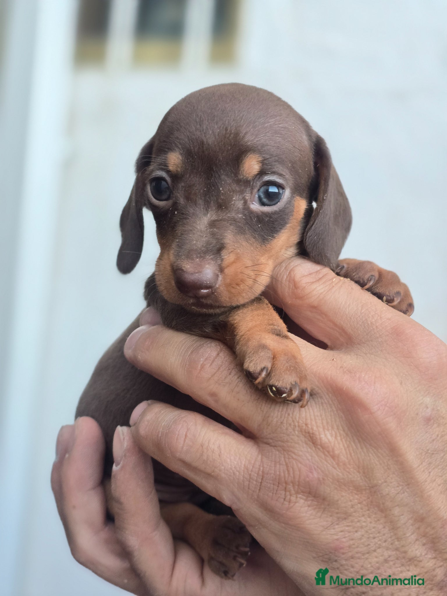 Teckel Miniatura perros en venta: Teckel chocolate preciosos - Anuncio 1