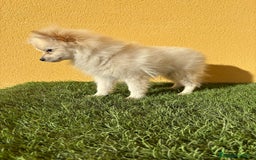 Pomerania perros en venta: Pomerania toy macho blanco  - Imagen 12