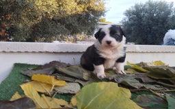 Border Collie perros en venta: GRAN CAMADA DE BORDER COLLIE - Imagen 26