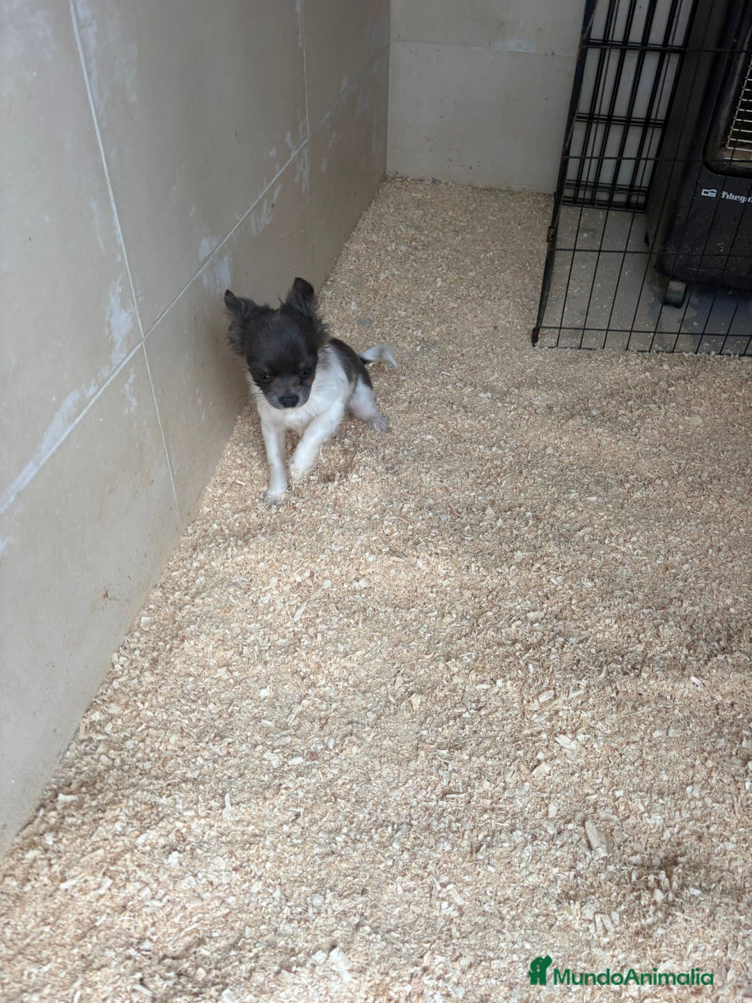 Chihuahua perros en venta: Chihuahua mini toy - Anuncio 3