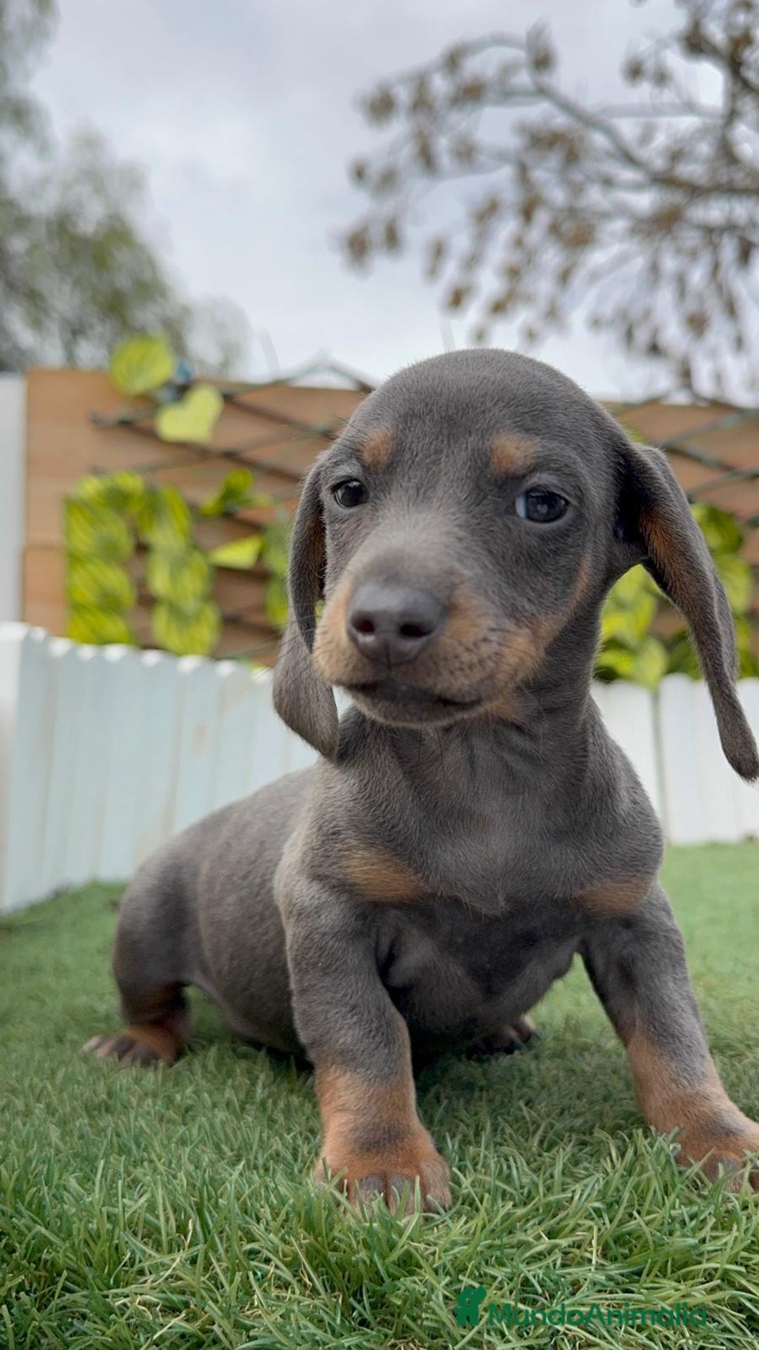 Teckel Miniatura perros en venta: TECKEL MINIATURA - Anuncio 1