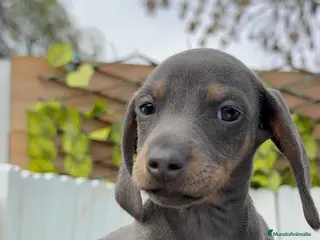 Teckel Miniatura perros TECKEL MINIATURA - Anuncio 25