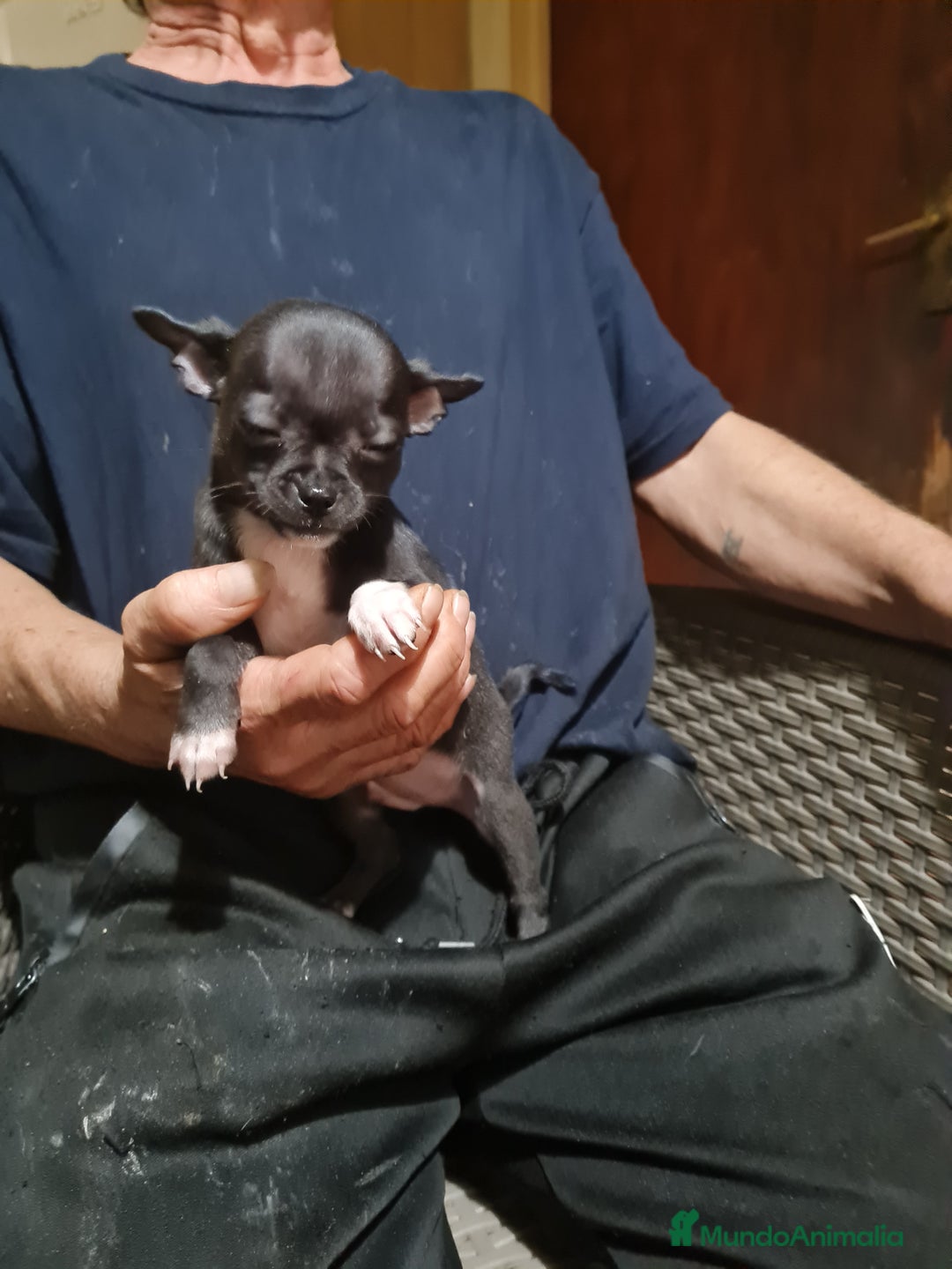 Chihuahua perros en venta: Chihuahua toy - Imagen 12