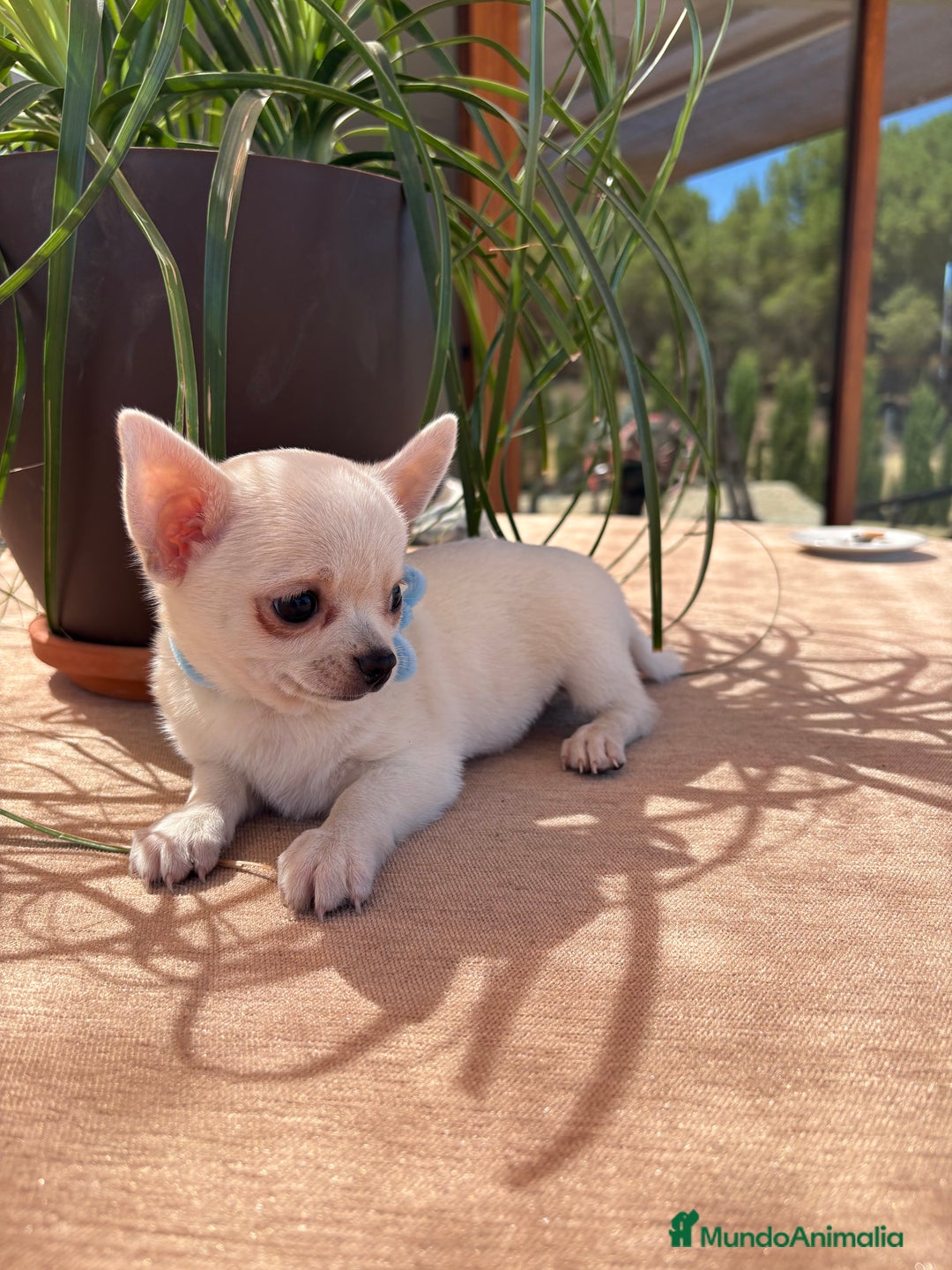 Chihuahua perros en venta: Chihuahua blanco toy - Anuncio 2