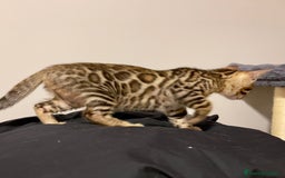 Bengalí gatos en venta: Gatita Bengalí - 3 Meses - Anuncio 4