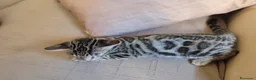 Bengalí gatos en venta: Preciosos gatitos bengali  - Anuncio 6