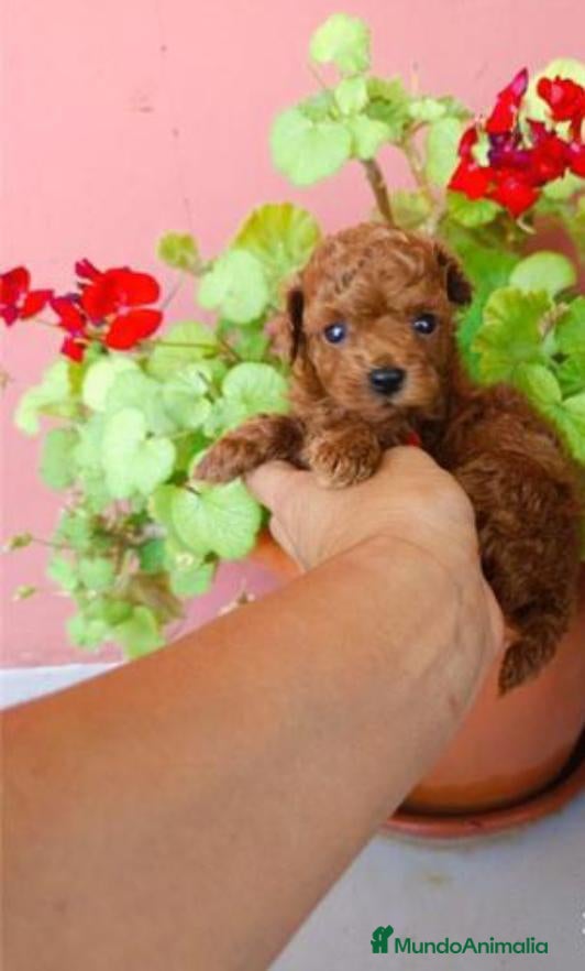 Caniche Toy perros en venta: Caniche toy - Anuncio 5