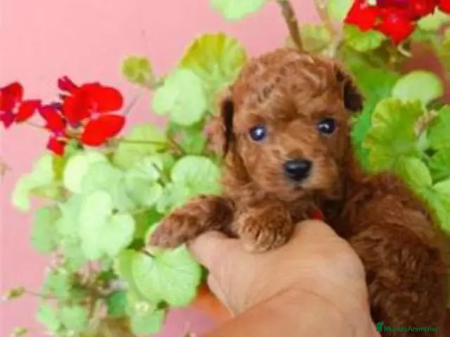 Caniche Toy perros en venta: Caniche toy - Anuncio 3