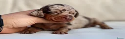 Teckel Miniatura perros en venta: PRECIOSA HEMBRITA DE TECKEL ARLEQUÍN CHOCOLATE - Anuncio 1