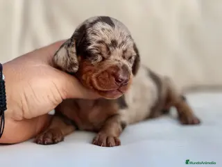 Teckel Miniatura perros PRECIOSA HEMBRITA DE TECKEL ARLEQUÍN CHOCOLATE - Anuncio 2