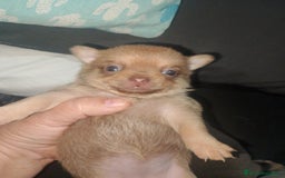 Chihuahua perros en venta: Preciosa camada de chihuahua a 600€ - Imagen 2
