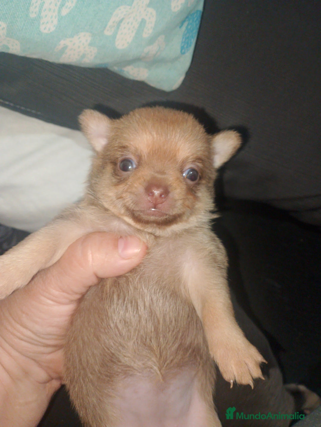 Chihuahua perros en venta: Preciosa camada de chihuahua a 600€ - Imagen 2