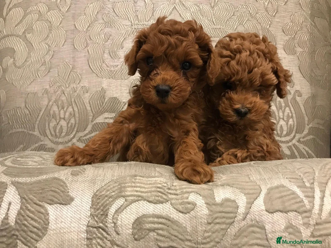 Caniche Toy perros en venta: caniche toy en Vizcaya - Anuncio 2