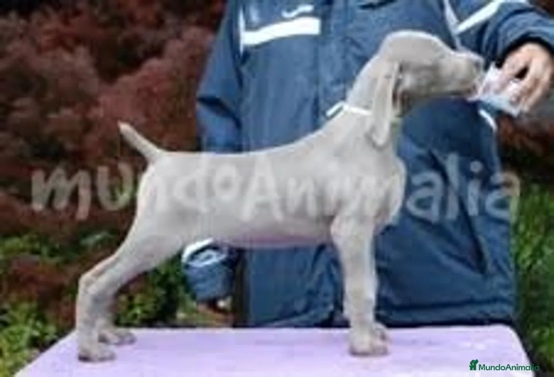 Imagen de galería {{count}}