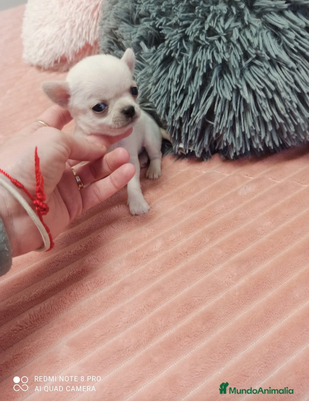 Chihuahua perros Chihuahua en Sevilla - Anuncio 34